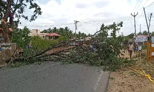 சாலை விரிவாக்கத்திற்காக வெட்டப்படும் மரங்கள்: பசுமை ஆர்வலர்கள் வேதனை!