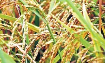 டெல்டா விவசாயிகளுக்கு பாரபட்சமின்றி விவசாய கடன் வழங்க கோரிக்கை