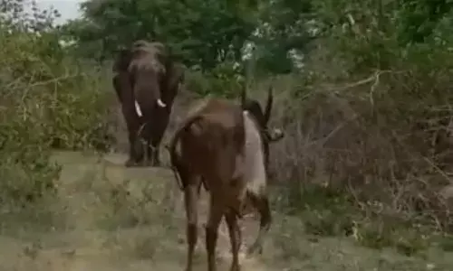 ஈரோடு அருகே காட்டு யானையை எதிர்த்து நின்ற ஜல்லிகட்டு காளை