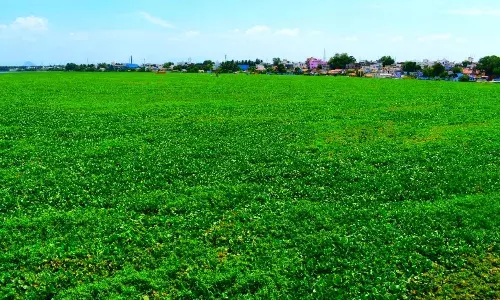 கவனிக்கப்படாத காவிரி ஆறு:  ஆகாயத்தாமரையை அகற்றுவது யாரு?