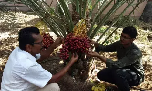 காரிமங்கலத்தில் பேரீட்சை சாகுபடியில் அசத்தும் ஓய்வு பெற்ற அரசு ஊழியர் - சாதித்தது எப்படி?