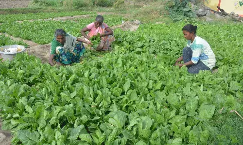 விற்பனை அதிகரிப்பால் கீரை சாகுபடியில் ஆர்வம் காட்டும் கிருஷ்ணகிரி விவசாயிகள்