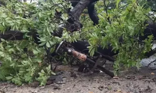 பானாவரத்தில் 60ஆண்டுகள் பழமையான  மரம் விழுந்து முதியவர் காயம்