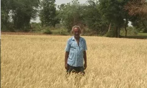 ராணிபேட்டை மாவட்டத்தில் மின் வெட்டு, வறட்சியால் காய்ந்துபோன  நெல்நடவு ராணிபேட்டை மாவட்டத்தில் மின் வெட்டு, வறட்சியால் காய்ந்துபோன  நெல்நடவு