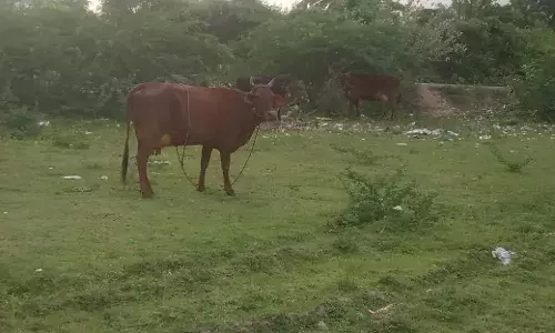 கண்டாச்சிபுரம் அருகே கிணற்றில் விழுந்த மாடு உயிருடன் மீட்பு