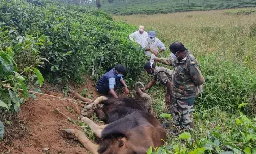 வால்பாறை: காட்டுமாட்டிற்கு உடல்நல பாதிப்பு - வனத்துறை தீவிர சிகிச்சை