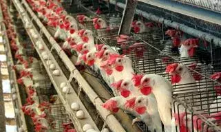 தீவன மூலப்பொருட்கள் விலை உயர்வு:  பண்ணைகளில் கோழிக்குஞ்சுகள் வளர்ப்பு நிறுத்தம்
