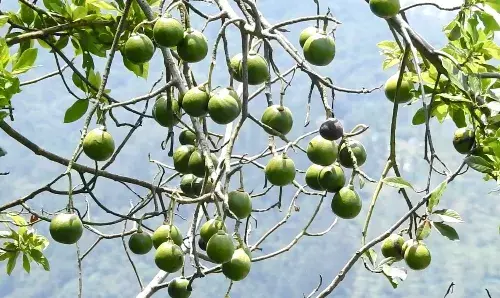 கொடைக்கானலில் அவகோடா விற்பனை மந்தம்:  விவசாயிகள் கவலை