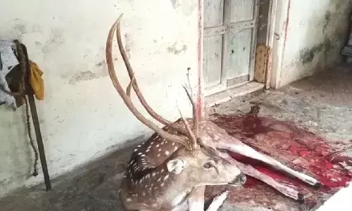 மேல்மருவத்தூர் அருகே நாய்கள் கடித்து படுகாயமடைந்த மான்