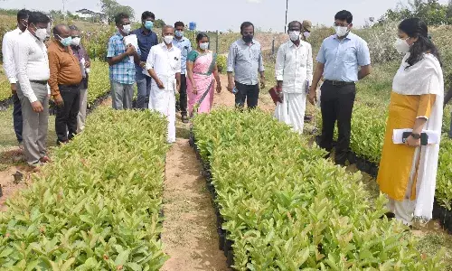 பரமக்குடியில் நடைபெறும் வளர்ச்சித் திட்டப் பணிகள்-கலெக்டர் ஆய்வு
