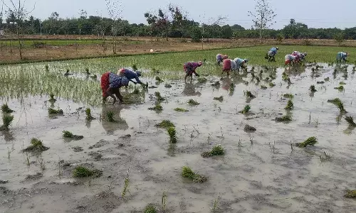 டெல்டா பகுதியில் தண்ணீரை விலைக்கு வாங்கும் விவசாயிகள்