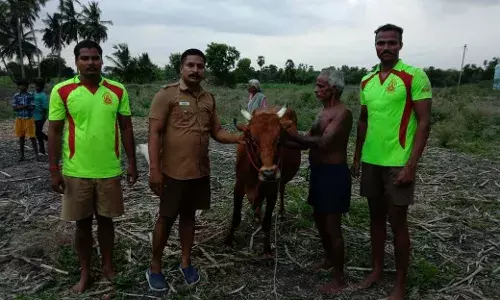 கிணற்றில் தத்தளித்த பசு மாட்டை  உயிருடன்  மீட்ட தீயணைப்புத்துறை