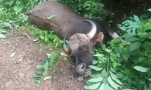 குன்னூரில் காட்டெருமை பலி - வனத்துறையினர் விசாரணை