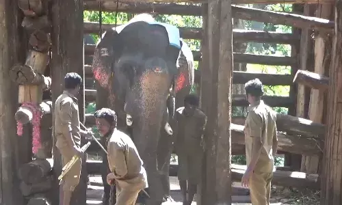 மறுபடியும் வந்திட்டேன்னு சொல்லு..! : 4 மாதத்திற்கு பின் வெளியே வந்த ஒற்றைக்கொம்பன் யானை