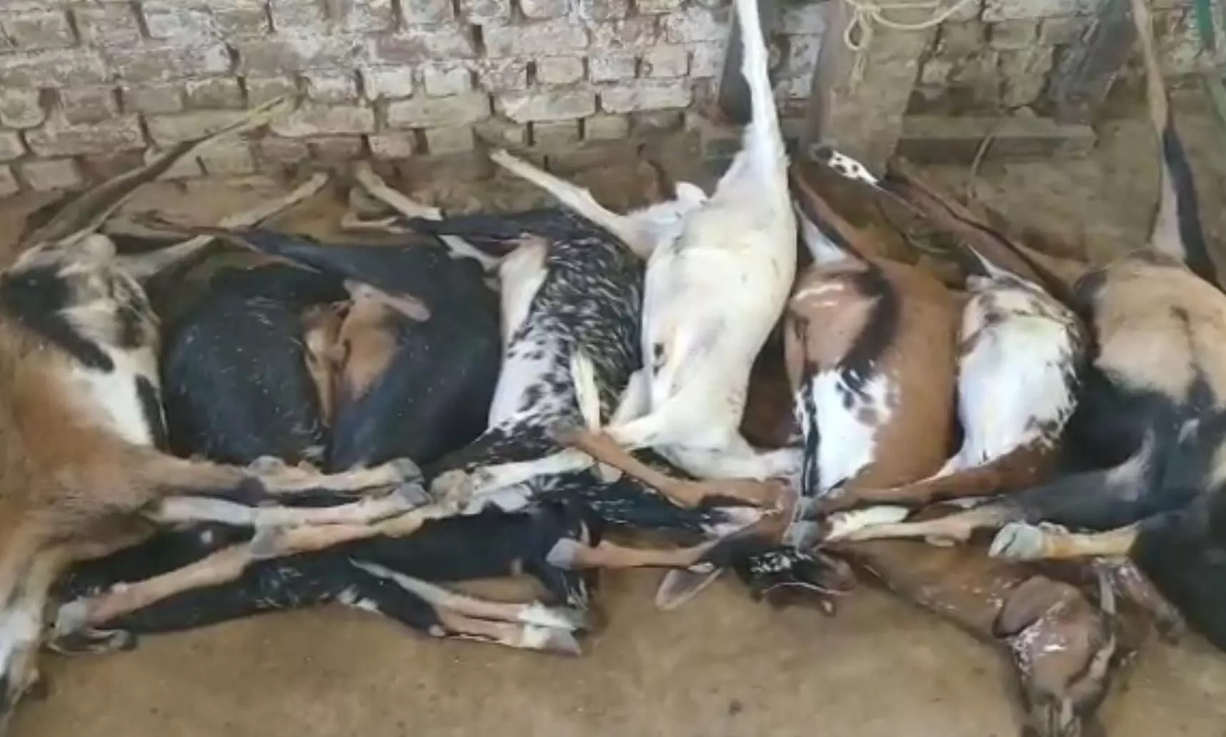 கமுதி அருகே விளைநிலத்தில் வைத்த விஷத்தை சாப்பிட்ட 8 வளர்ப்பு ஆடுகள் பலி: போலீசார் விசாரணை கமுதி அருகே விளைநிலத்தில் வைத்த விஷத்தை சாப்பிட்ட 8 வளர்ப்பு ஆடுகள் பலி: போலீசார் விசாரணை