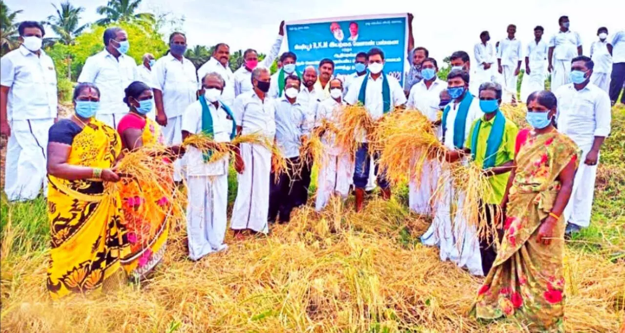 பாரம்பரிய நெல் அறுவடை திருவிழா டி.ஆர்.பி.ராஜா எம்.எல்.ஏ. தொடங்கி வைத்தார் பாரம்பரிய நெல் அறுவடை திருவிழா டி.ஆர்.பி.ராஜா எம்.எல்.ஏ. தொடங்கி வைத்தார்