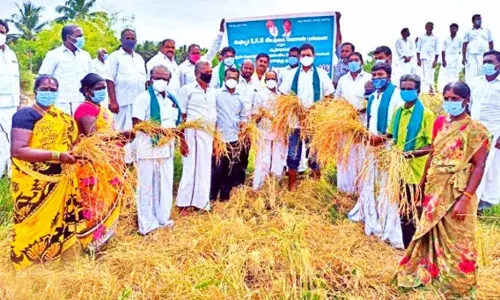 பாரம்பரிய நெல் அறுவடை திருவிழா டி.ஆர்.பி.ராஜா எம்.எல்.ஏ. தொடங்கி வைத்தார்