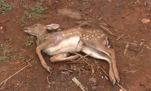 கோபிச்செட்டிபாளையம்: நாய்கள் கடித்து குதறியதில் மான் குட்டி உயிரிழப்பு