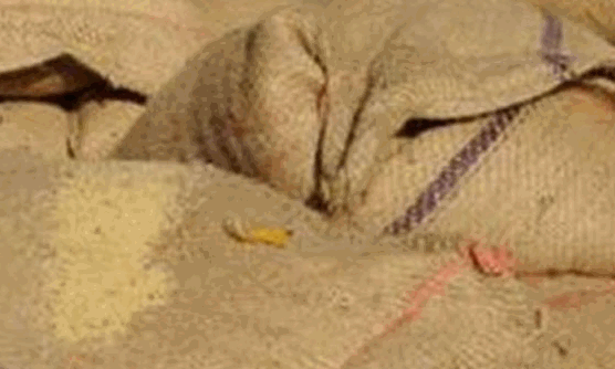 மதுரையில் ரேஷன் அரிசி கடத்தல் வைரலாகும் விடியோ மதுரையில் ரேஷன் அரிசி கடத்தல் வைரலாகும் விடியோ