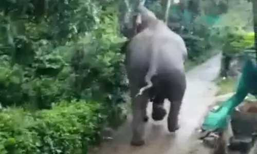 கூடலூரில் குடியிருப்பு பகுதியில் உலா வந்த ஒற்றை காட்டு யானை