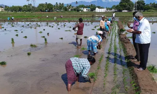 தேனி மாவட்டத்தில் நெல் நடவு பணிகள் மும்முரம் :    14 ஆயிரத்து 707 ஏக்கர் பரப்பளவில் சாகுபடி