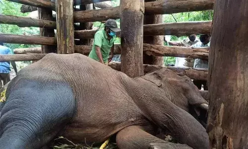 முதுமலையில் சிகிச்சை பெற்று வந்த காட்டு யானை உயிரிழந்தது