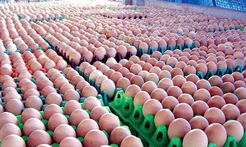 நாமக்கல்லில் முட்டை விலை 10 பைசா சரிவு -  ஒரு முட்டை விலை ரூ.4.80