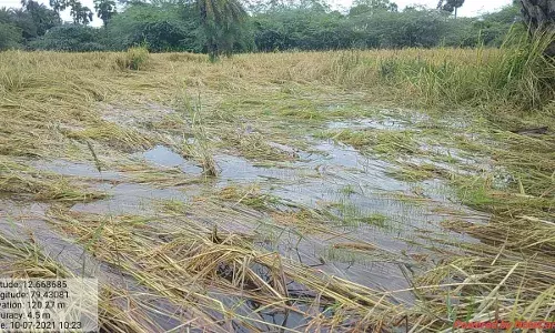 கலவை அருகே கனமழை காரணமாக 300 ஏக்கர் நெற்பயிர் தண்ணீர்ல் மூழ்கியது