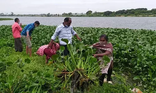 பள்ளிபாளையம் காவிரி ஆற்றில் ஆகாயத்தாமரை செடி அகற்றம்