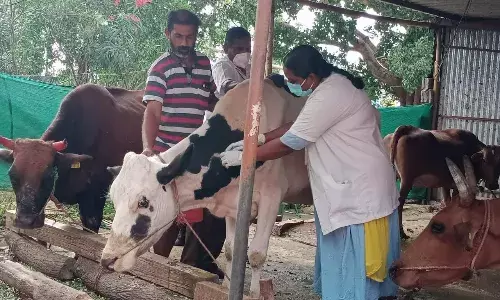 கோவையில் பரவும் ஆந்த்ராக்ஸ்? யானை பலியானதால் கால்நடைகளுக்கு தடுப்பூசி தீவிரம்