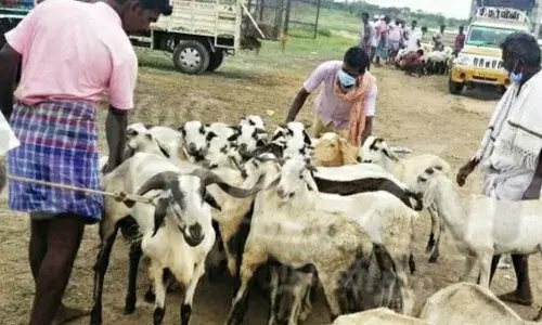 உளுந்தூர்பேட்டை வாரசந்தையில் ஆடுகள் விற்பனை அமோகம்