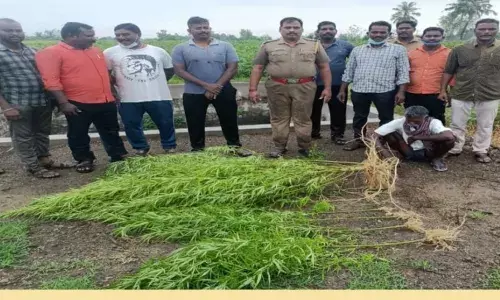 கள்ளக்குறிச்சி அருகே விளைநிலத்தில் கஞ்சா செடி வளர்த்தவர் கைது
