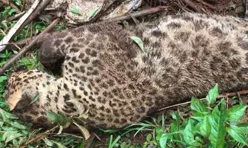 உதகை அருகே விவசாய நில தடுப்பு வேலியில் சிக்கி சிறுத்தை பலி