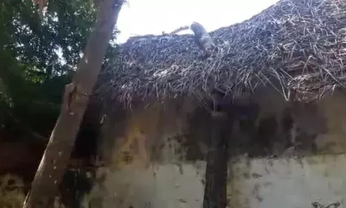 பழுதான தென்னை மரங்களால் குடிசை வாழ் மக்களுக்கு சிரமம்