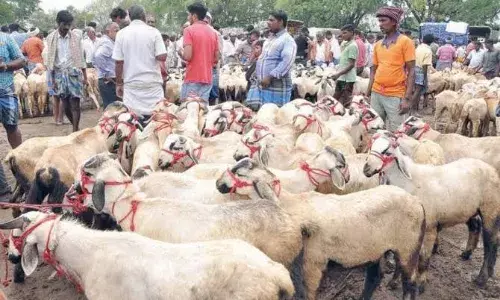 குந்தாரப்பள்ளி வாரச்சந்தையில் ரூ.7 கோடிக்கு ஆடு விற்பனை