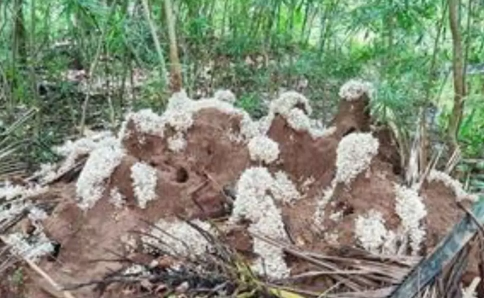 கரையான் புற்றுக்கு மலர் சூடிய காளான்கள் கரையான் புற்றுக்கு மலர் சூடிய காளான்கள்