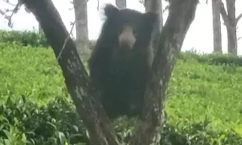 கோத்தகிரி பகுதியில் உலா வரும் கரடியை பிடிக்க பொதுமக்கள் கோரிக்கை