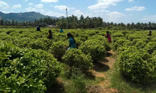குண்டுமல்லி பூ விலை உயர்வு : கிருஷ்ணகிரி விவசாயிகள் மகிழ்ச்சி