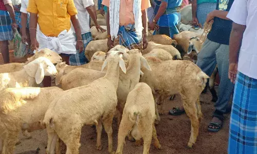 திண்டுக்கல் சந்தையில் ஆடு விற்பனை அமோகம்: எண்பது லட்ச ரூபாய் வரை விற்பனை