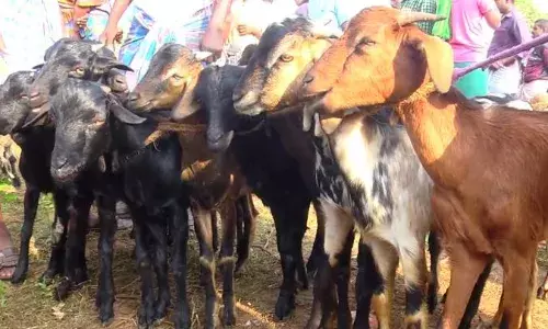 நல்லம்பள்ளி ஆட்டுச் சந்தையில் விற்பனை மந்தம்: வியாபாரிகள் கவலை..!