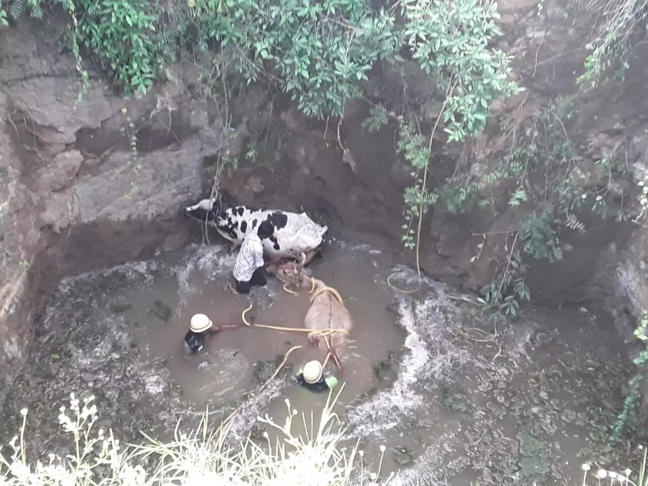 நாட்றம்பள்ளி அருகே கிணற்றில் விழுந்த பசுமாடுகள் மீட்பு நாட்றம்பள்ளி அருகே கிணற்றில் விழுந்த பசுமாடுகள் மீட்பு