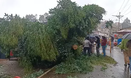 உதகை நகரில் மரம் விழுந்து போக்குவரத்து பாதிப்பு