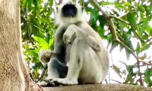 அரியலூர் கொள்ளிடக்கரையில் சுற்றித் திரியும் அரியவகை லங்கூர் குரங்கு