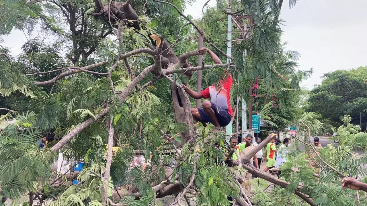 வேரோடு சாய்ந்த மரம்; கோவையில் போக்குவரத்து பாதிப்பு