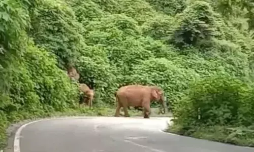 குன்னூர்: மேட்டுப்பாளையம் சாலையில் யானைகள் உலா