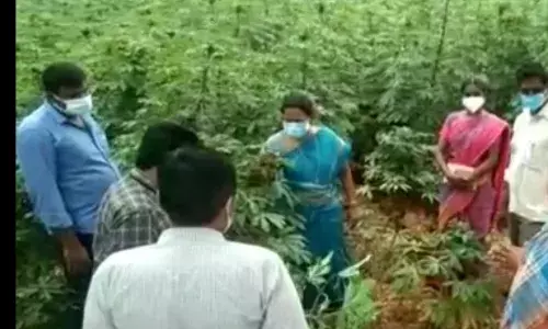 மரவள்ளிக்கிழங்கு செடிகளில்  மாவுபூச்சி தாக்குதல்: விஞ்ஞானிகள் ஆய்வு