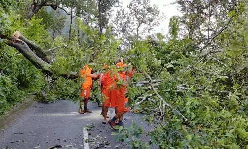 நீலகிரியில் கனமழை: சாலையில் மரம் விழுந்து போக்குவரத்து பாதிப்பு