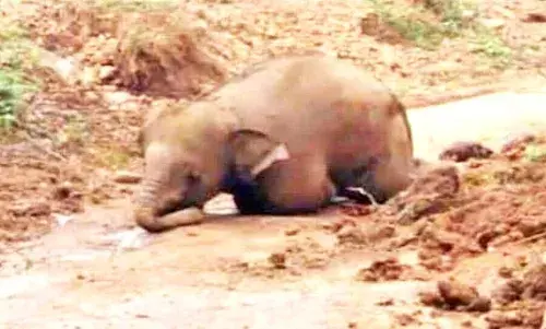 நீலகிரியில் சேற்றில் சிக்கி இறந்த குட்டியானை: தாயின் பாசப்போராட்டம்
