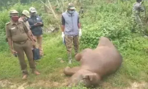 கூடலூரில் சேற்றில் இறந்த குட்டி யானையை மீட்ட வனத்துறையினர்
