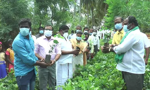 வாணியம்பாடி அருகே விதை பறவைகள் மூலமாக வளர்க்கப்பட்ட மரக்கன்றுகள் நடும் பணி